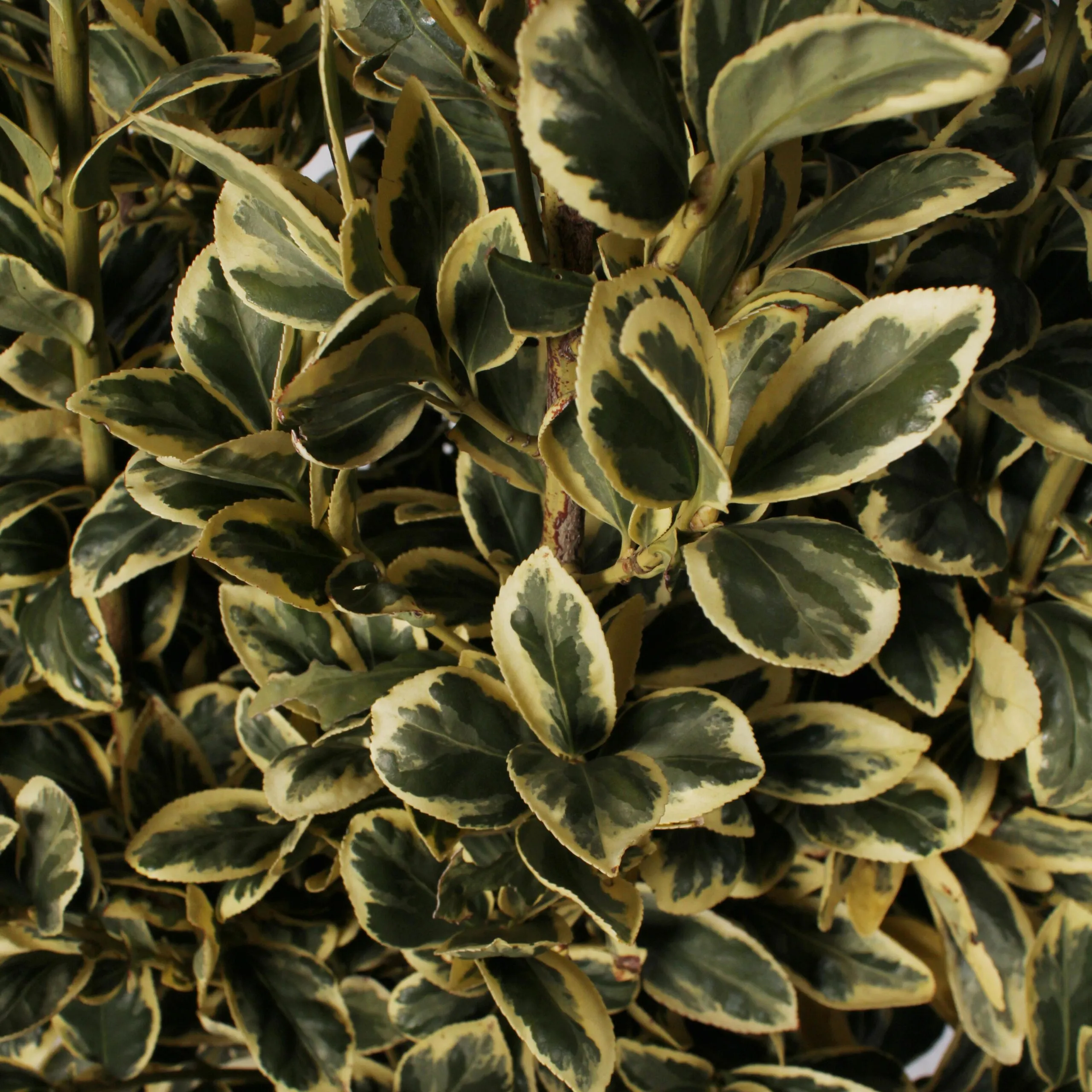 Euonymus Japonicus Bravo - immagine 3