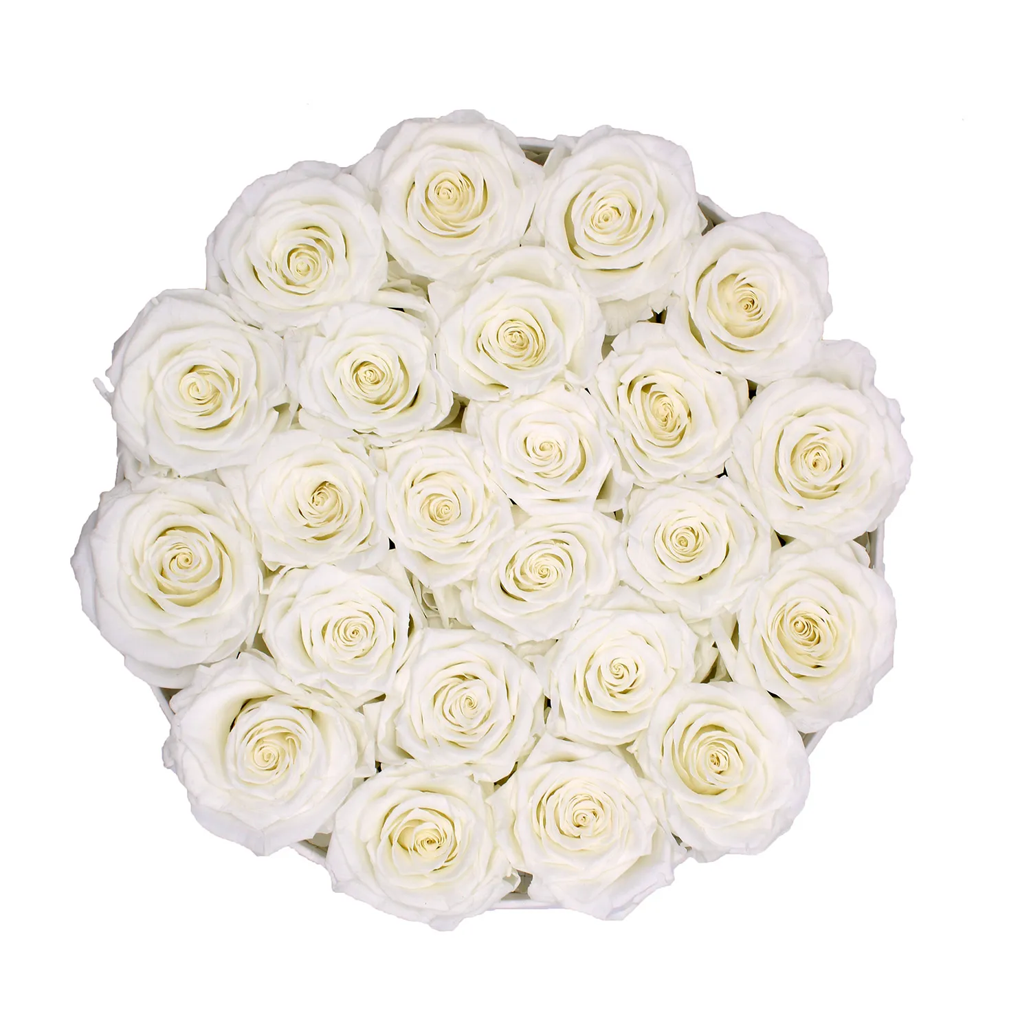 Rose Bianche Stabilizzate in Confezione Regalo - immagine 3