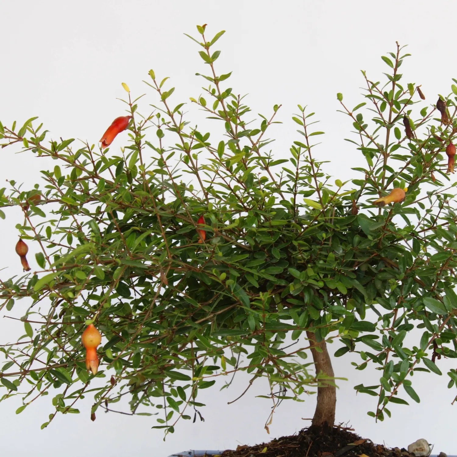 Bonsai di Punica granatum – Melograno V21 - immagine 2