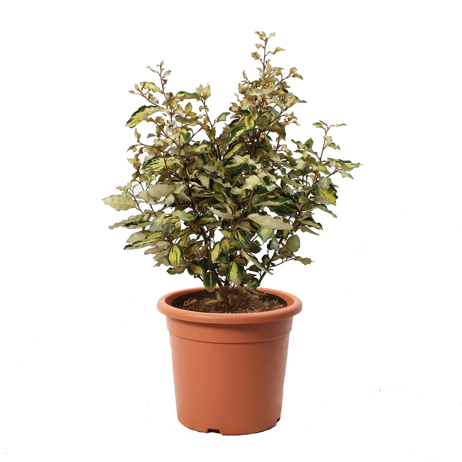 Eleagnus Ebbingei Maryline