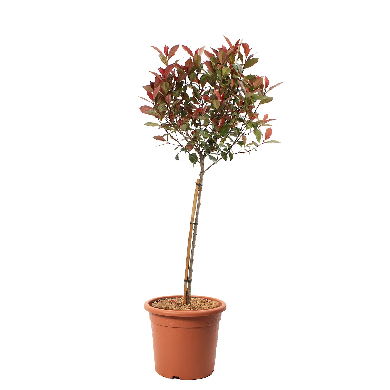 Photinia x Fraseri Robusta Compacta Alberello