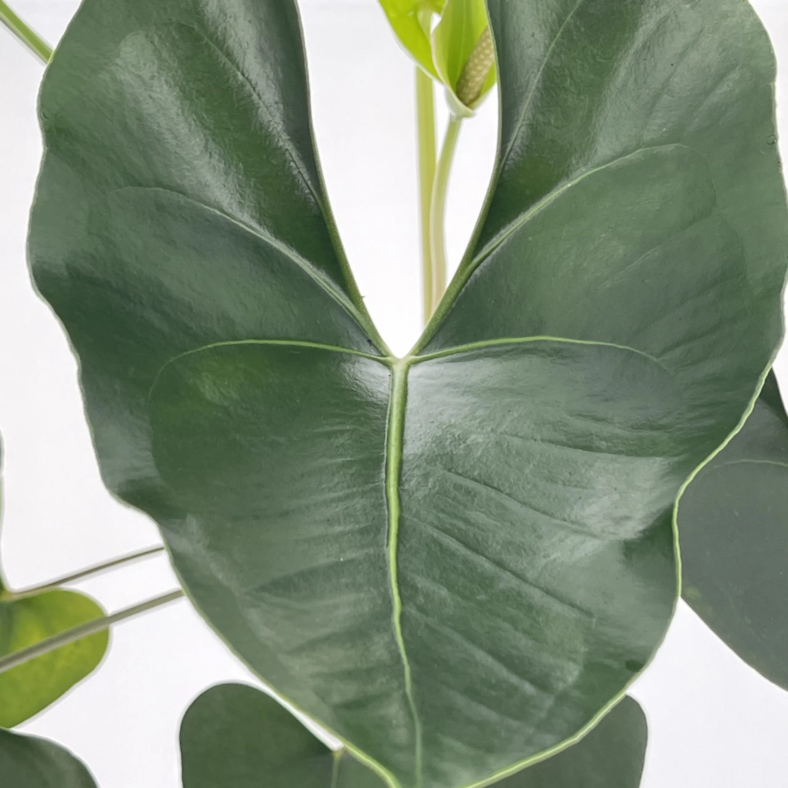 Anthurium Arrow - immagine 2