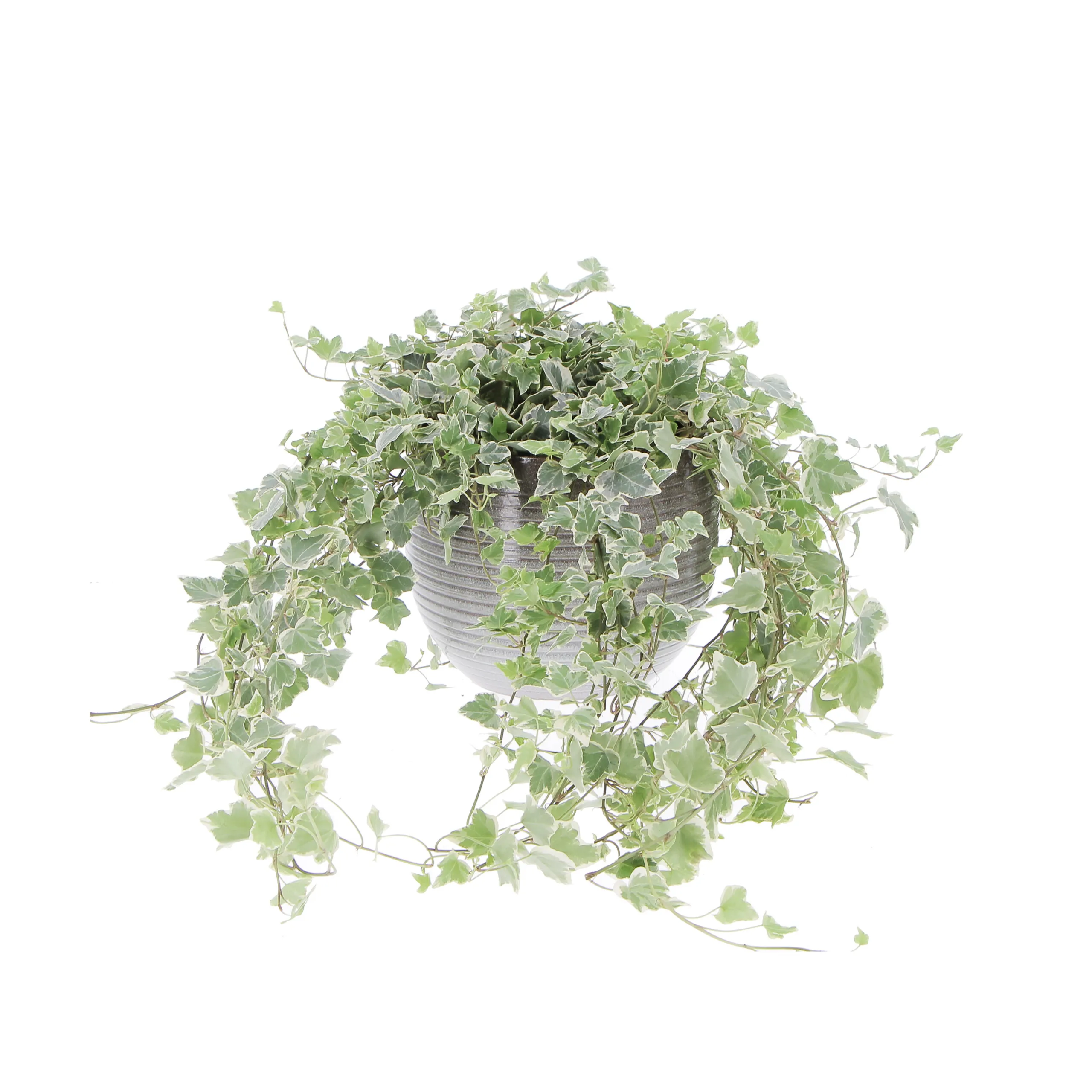 Hedera Helix Variegata