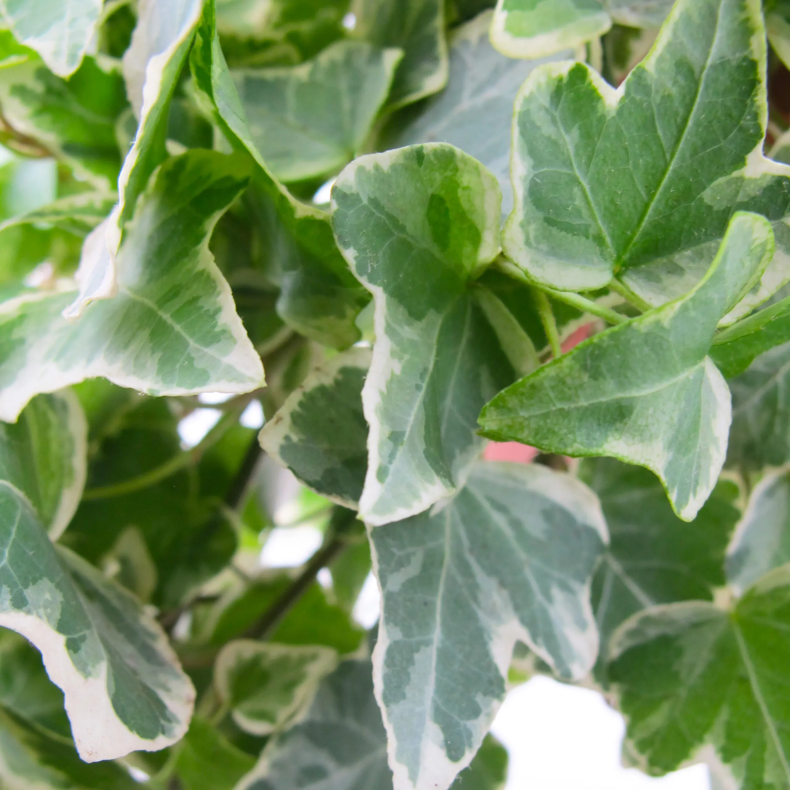 Hedera Helix Variegata - immagine 3