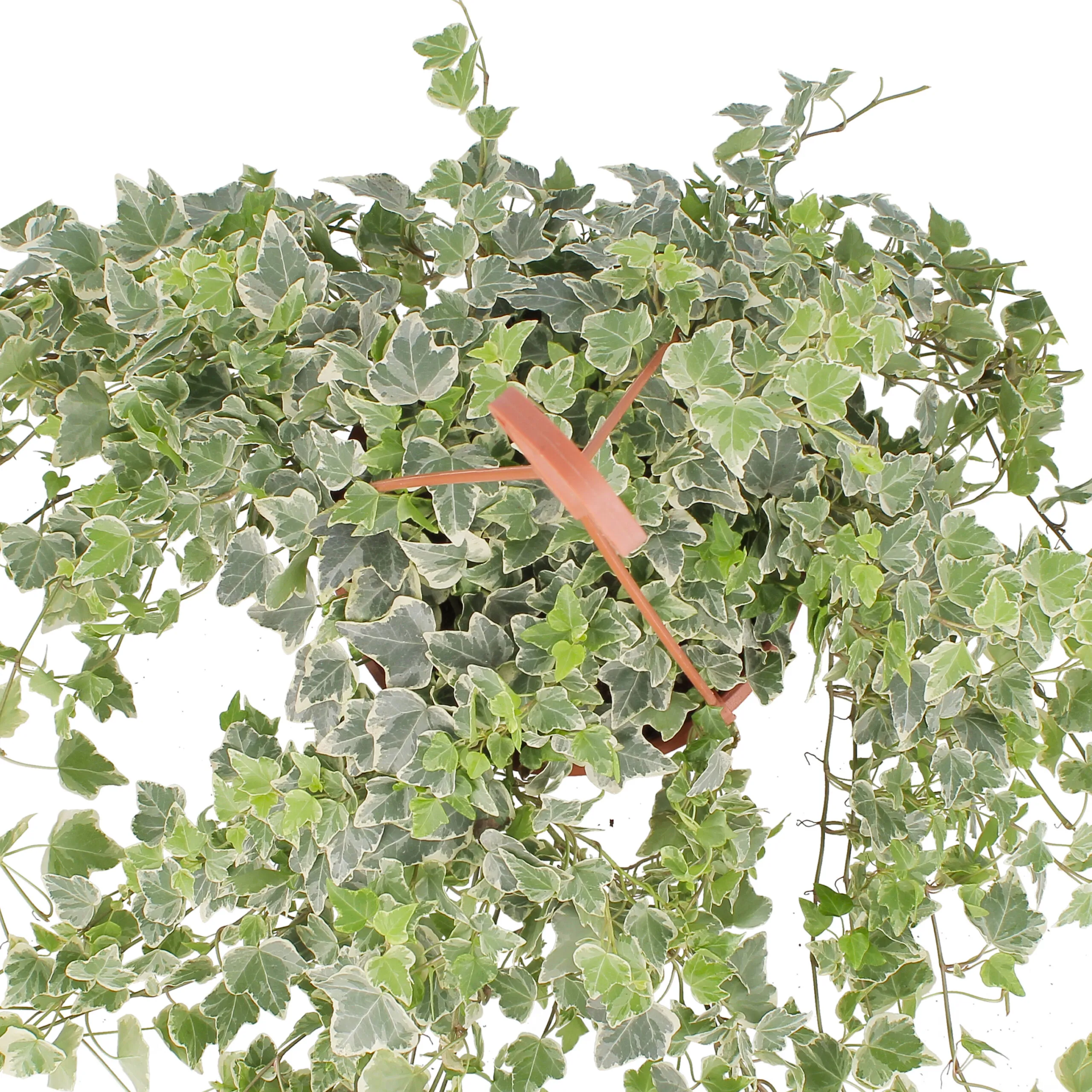 Hedera Helix Variegata - immagine 4
