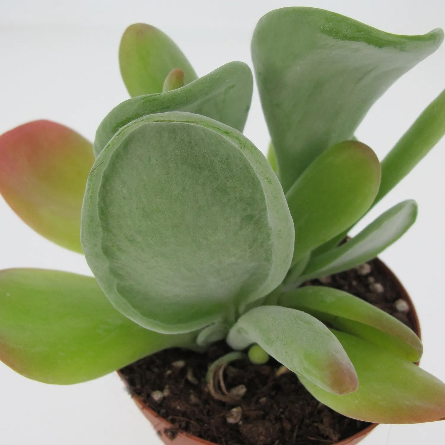 Kalanchoe Luciae Oricula - immagine 2