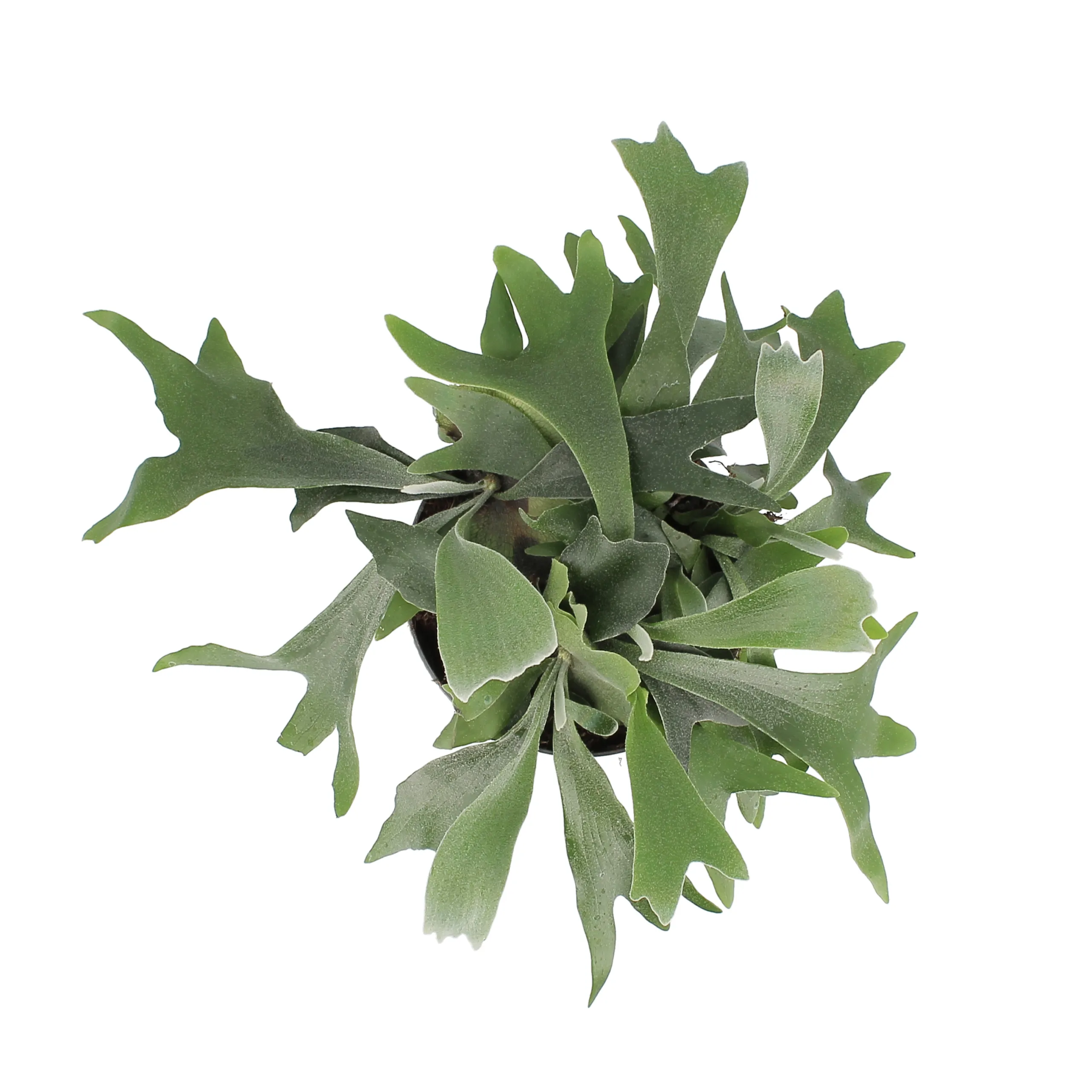 Platycerium Bifurcatum - immagine 4