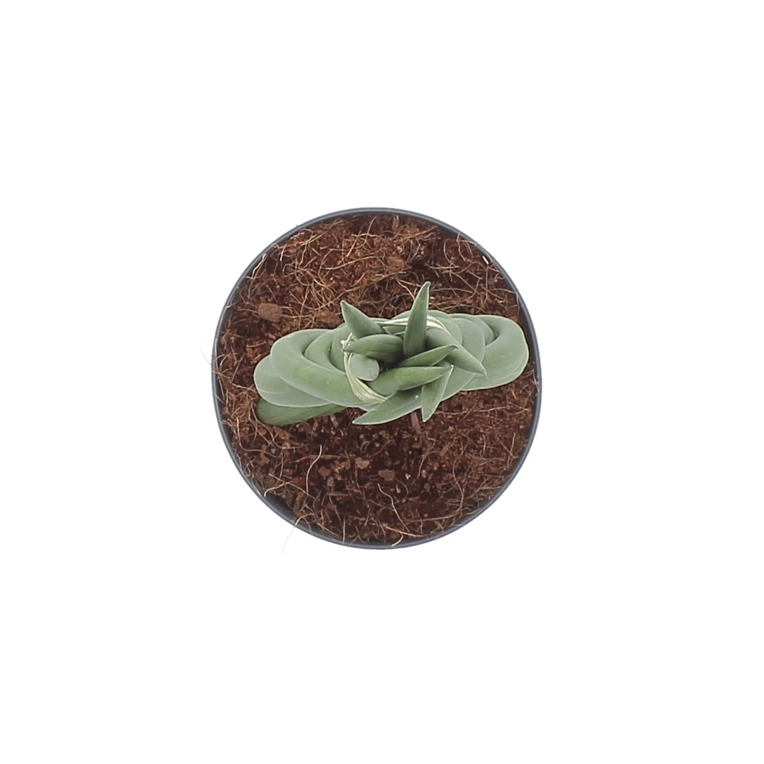 Sansevieria Cylindrica Braid - immagine 4