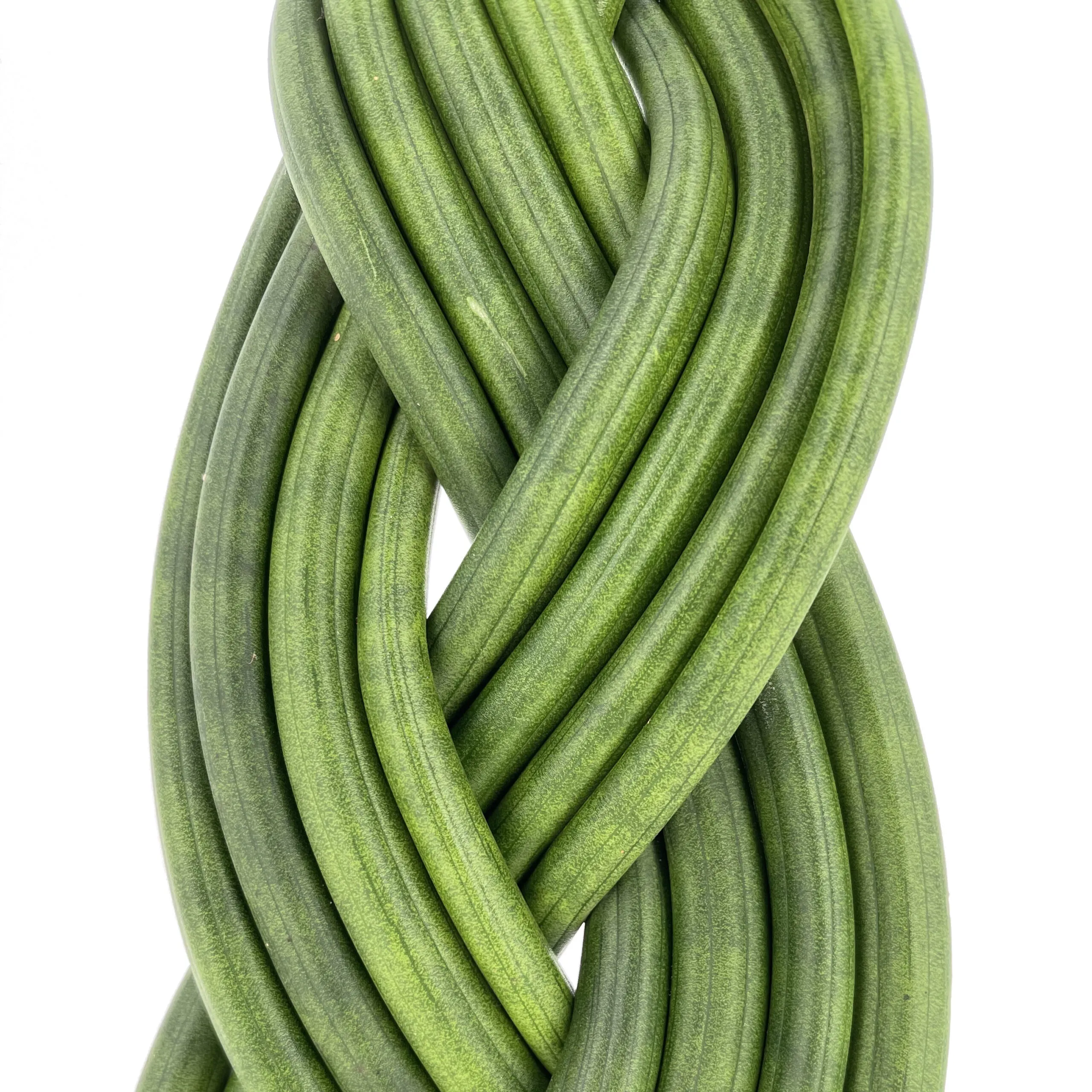 Sansevieria Cylindrica Braid - immagine 2