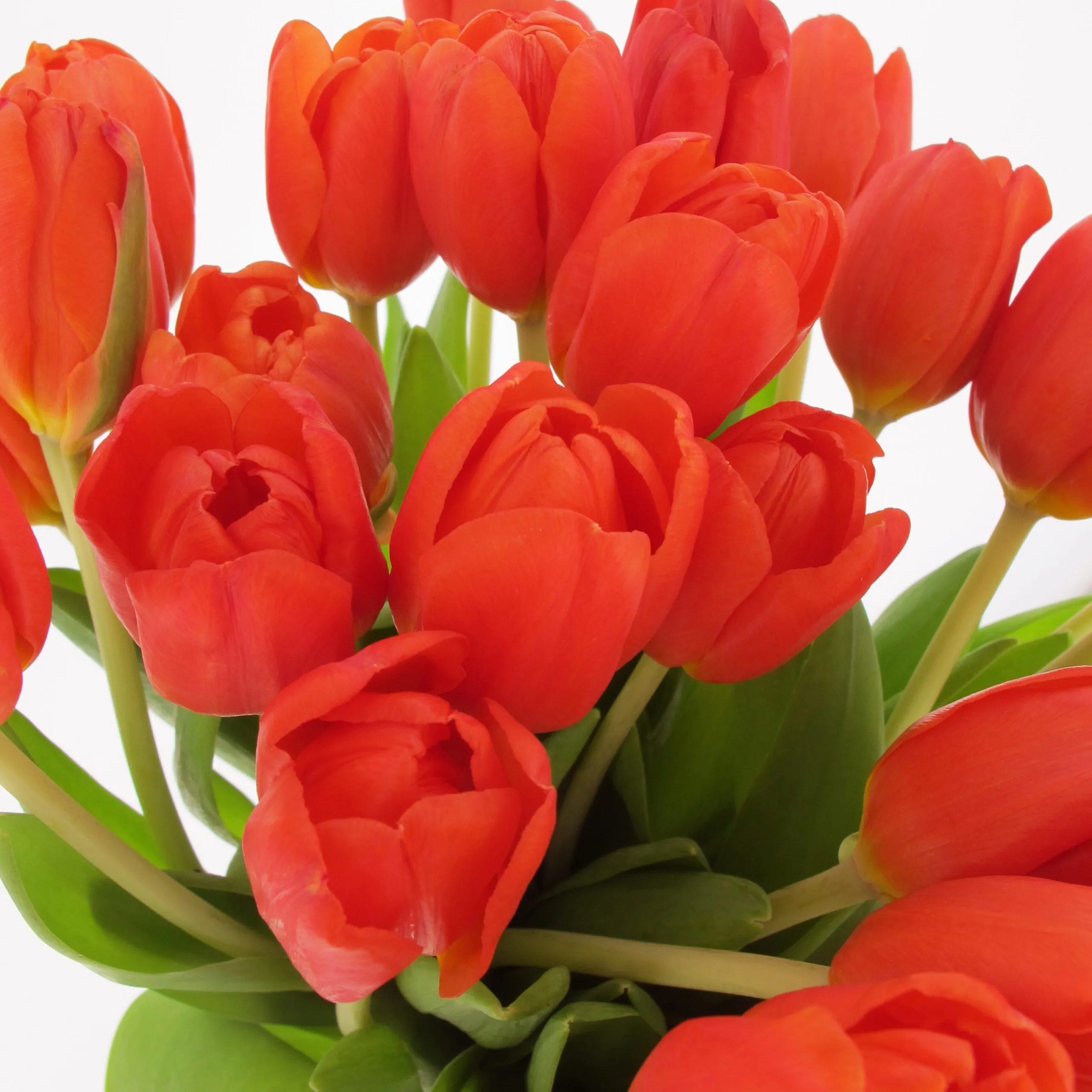 Tulipani Rossi - immagine 3